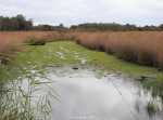 Wierdense Veld